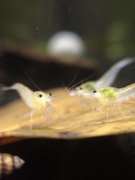 /album/fotogalerij/wahite-pearls-1-jpeg/